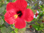 27681 Red hibiscus flower.jpg
